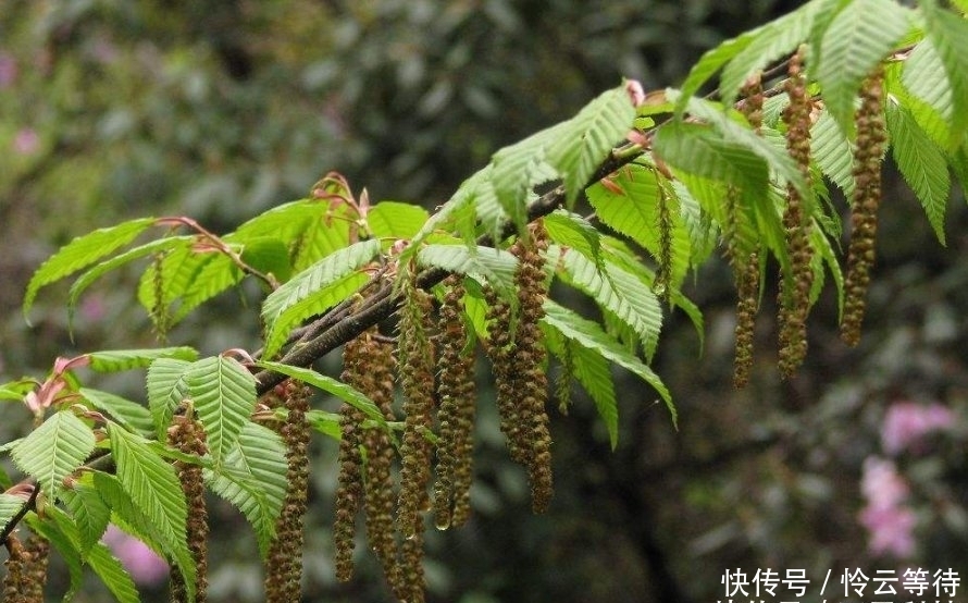  [地球]世界上最珍稀的树，全球仅有浙江舟山这一棵，被称为“地