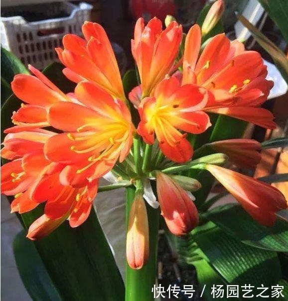  越养越■聪明人都养5种花，净化空气，越养越喜欢，又旺运