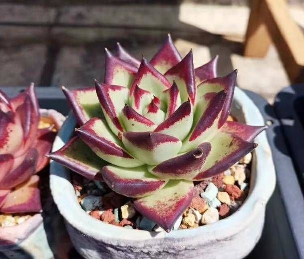  『花盆』换盆后的多肉植物多久浇水?选择好时间,生根快!