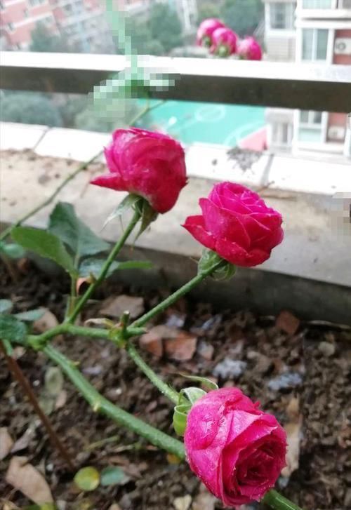  #用点#月季开春不出芽，不要着急，用点“鱼头肥”，30天后出芽多如牛毛