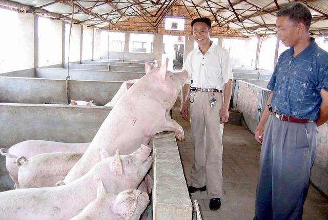  [养殖户]养猪难，散养户未来的出路在哪里？