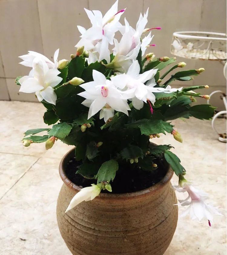  #冬天#此花，夏天、冬天温度太高或太低，都要控水。