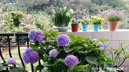 『位置』喜肥的绣球花该怎么施肥?用错肥比不施肥更危险,容易烧苗枯苞