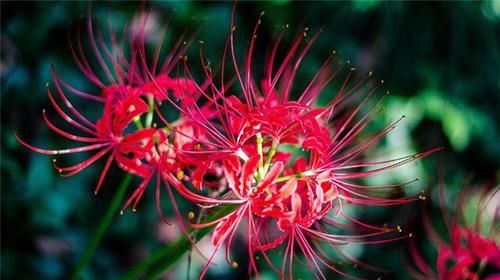  『彼岸花』它是红花石蒜，又叫彼岸花，您观赏即可，不要摘，如今太珍贵