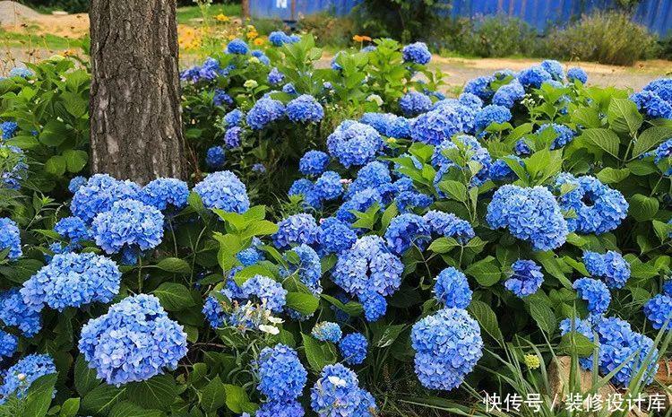 『蓝色』6种蓝色系的花,最适合夏天养,清凉又舒爽!