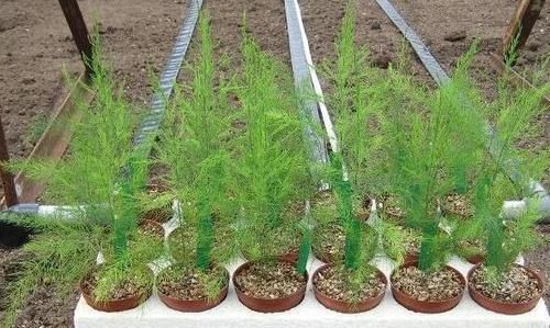  「此物」此物寿命可达20年，阳台栽种上一盆，年年都能吃上新鲜的芦笋