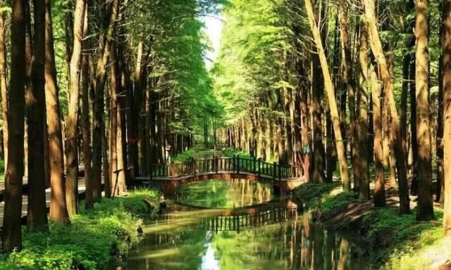 最江南的花海：惊艳不输婺源，情调不输威尼斯