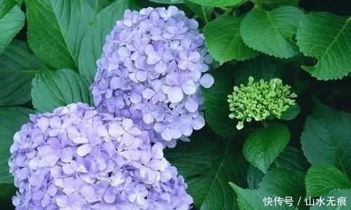  『花卉』百花争艳的季节，养那几种花最适合，推荐这四种开花好看花期长