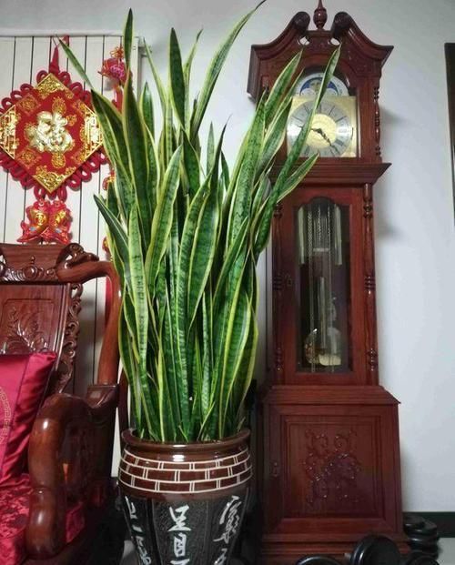  『虎皮』阳台虎皮兰养护“小技巧”，按照“四点”要求，叶子长的又宽又壮