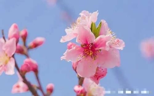 「约会」我和春天有个约会|让桃花跃然指尖