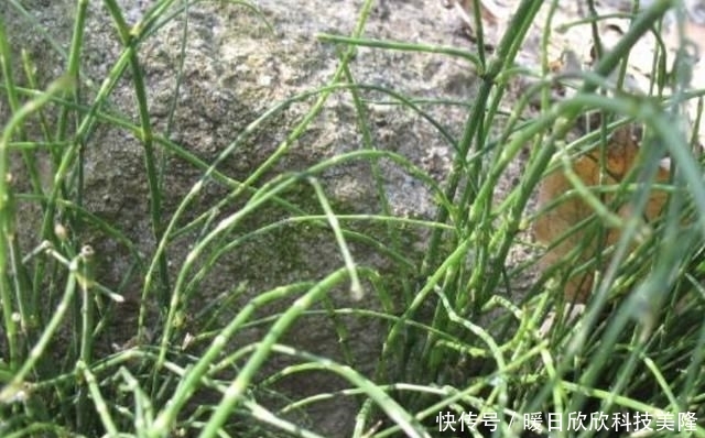 身价■农村一种被忽视的野草,现在身价猛增,一斤可以卖到800元!