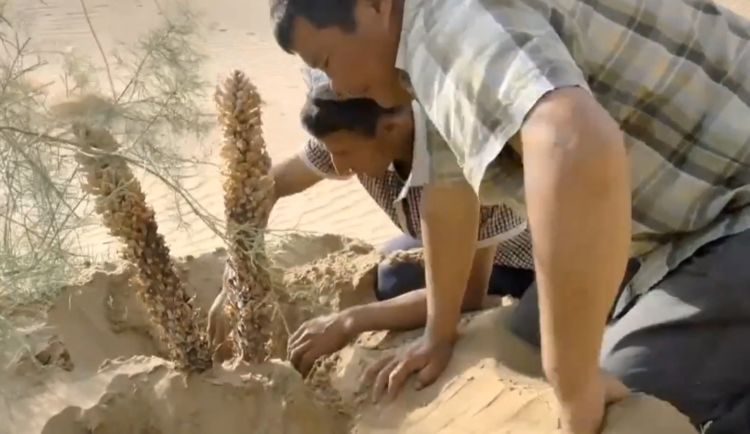 牧民在沙漠中有意外收获?骆驼功不可没,帮牧民们多赚了不少钱