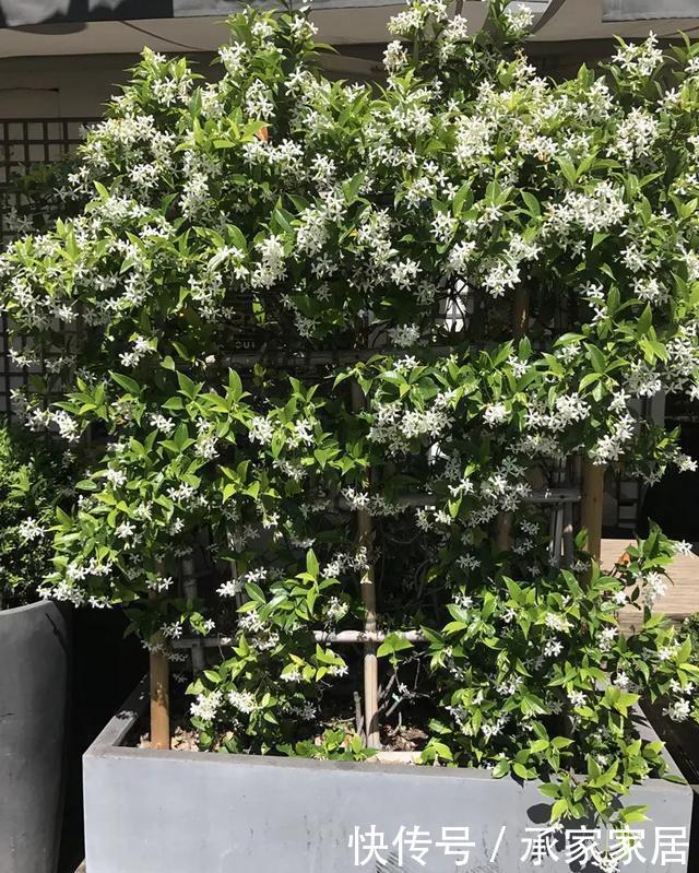#起劲#3种开花劳模,一个比一个开得起劲,一开就是一面花墙!