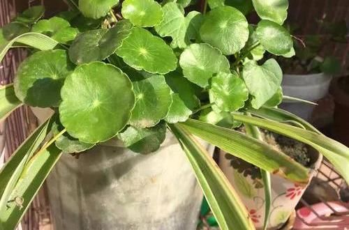  [比手]铜钱草长的慢，黄叶子，半水半土栽培，叶子比手大，1月挤爆花盆