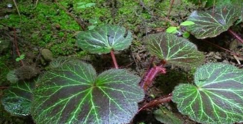  [植物]遇见此物，请别因为叶片大，摘去玩，目前58元一斤