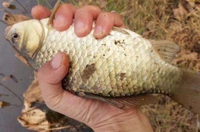 七月了，“征服”大板鲫我只用这钓法，一周四次钓不痛快，别外传