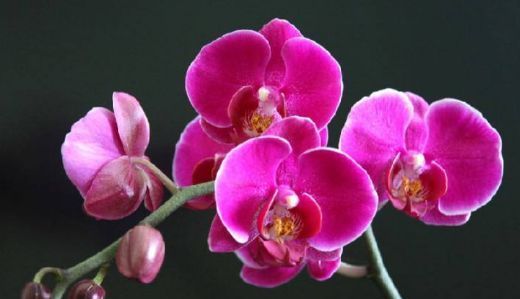  『金钱树』养花就养“高贵”的，叶片茂盛翠绿光亮，颜色众多姹紫嫣红，美！
