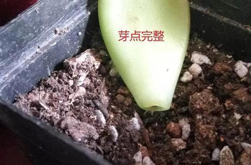  「摘点」花儿还在买？摘点叶片“摆一摆”，收获50盆，买花钱省了！