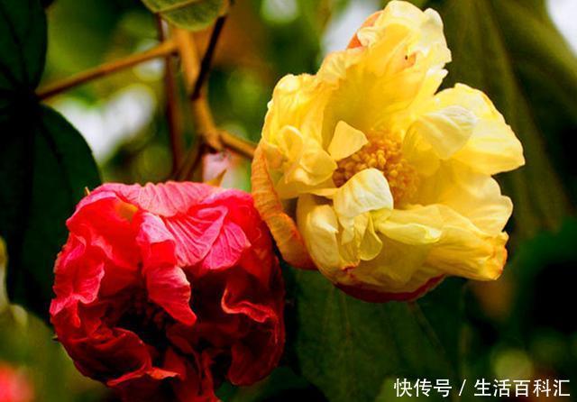  [花神]十月花神木芙蓉，凄美的故事打动了无数人，养护注意事项很多