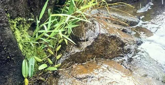  【植物】大山深处一种植物，叶子长在果实上，目前26元一斤，野生的太少