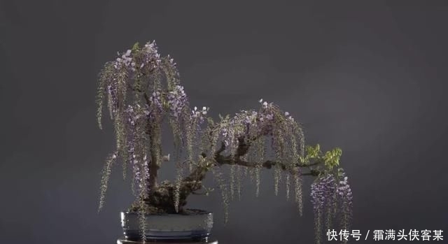  [栽种盆景]玩盆景，已成为当下追求高品质生活的一股潮流