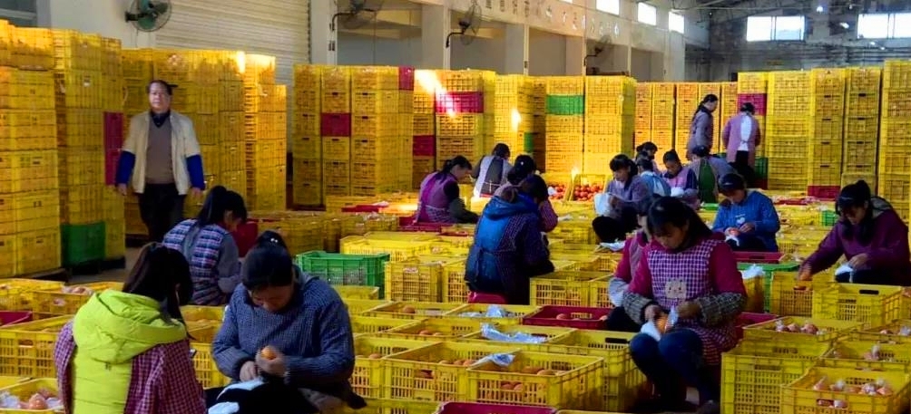 柑橘种植，今年“如此惨败”，未来果农该如何发展？