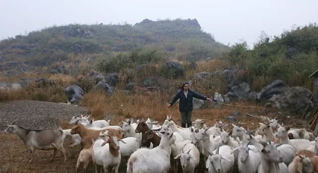 农民工回乡创业搞养殖，养点啥最赚钱呢？不是养猪！