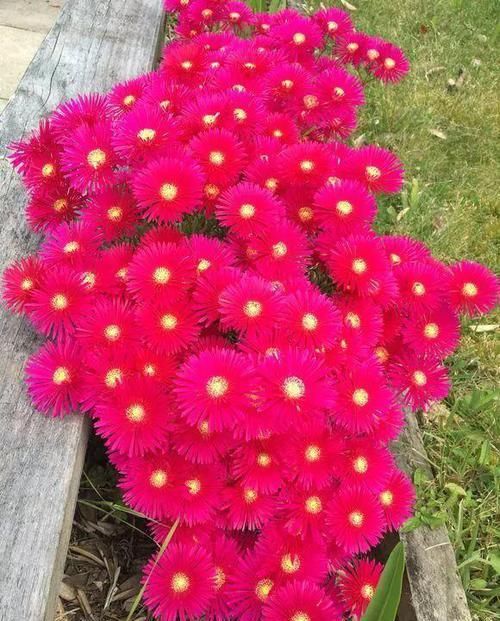  【花钱】4种花太贵别买了，掐个枝就能活，能省不少买花钱！