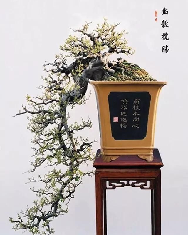  「认知」认知了清明，就懂得了人生！悬崖盆景这样玩才够劲