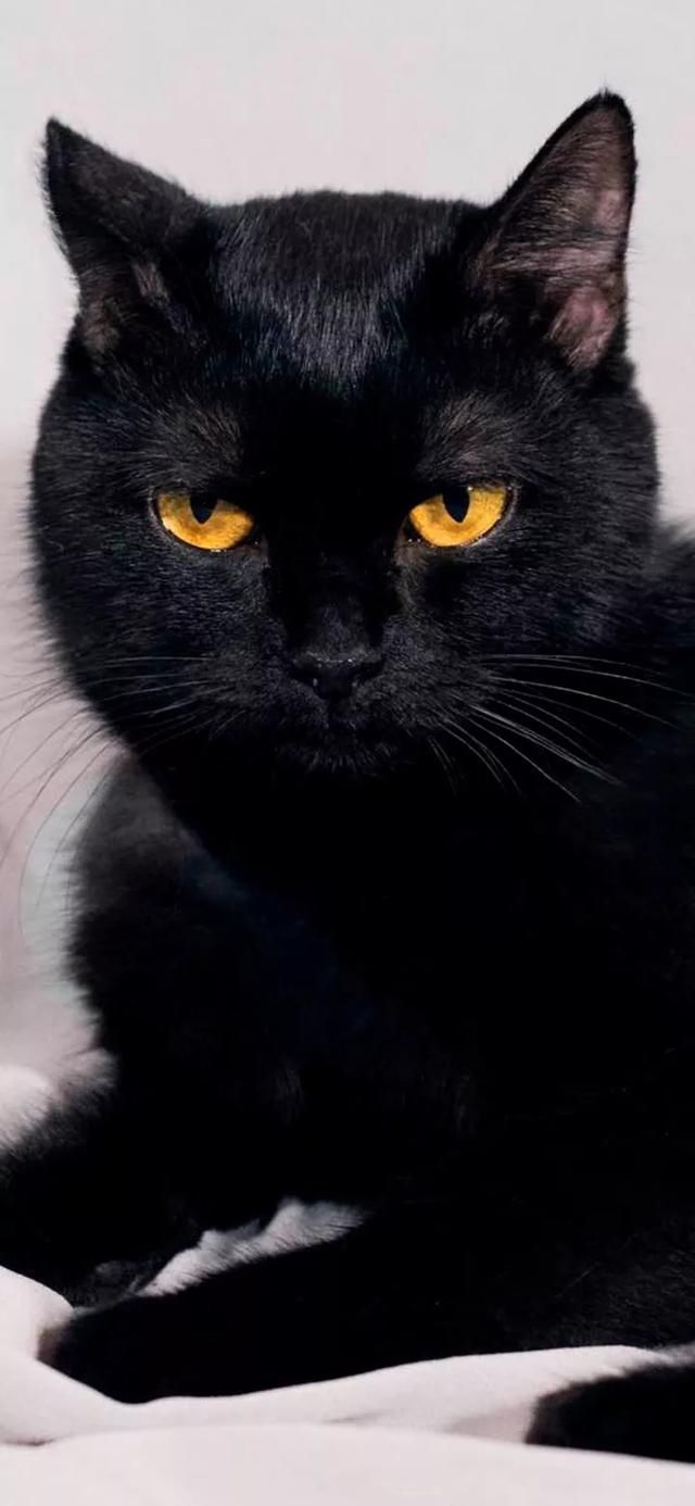  『星球』80张超可爱的猫咪壁纸丨我来自喵星球，来地球只是为了遇见你