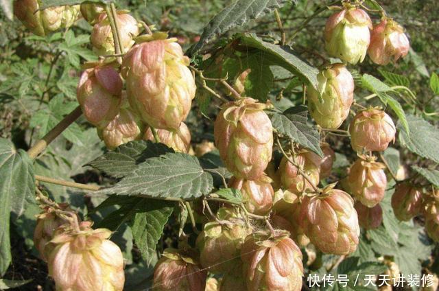 #啤酒花#在山谷下,有1种“啤酒花”,开出的花朵“美丽”,植株也珍贵!