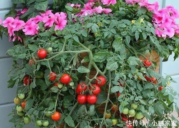  少量的水：喜欢吃西红柿，别再花钱买了，亲自动手做盆景，好看又好吃
