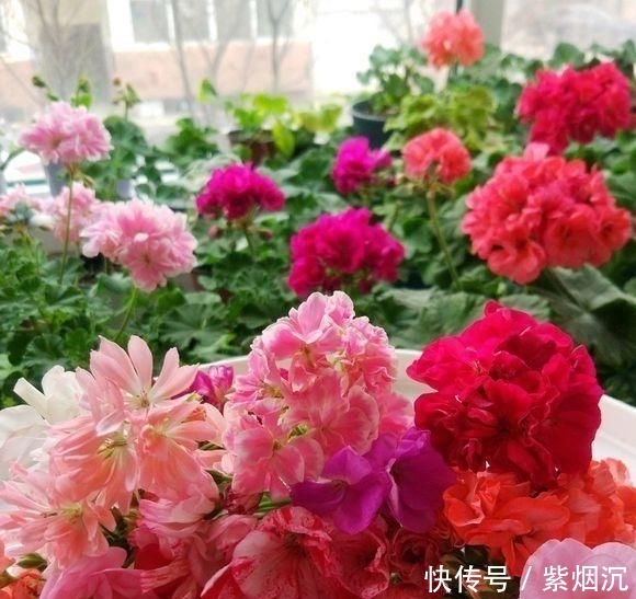 【扦插】现在扦插“2种花”,生根就“疯长”,一开200天,开花就爆盆