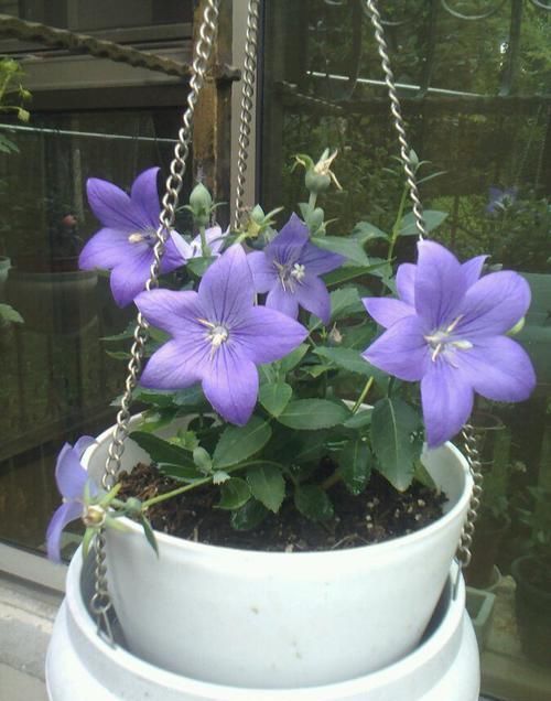 【花型】庭院养花就选“高端月季”戴尔巴德，花型丰满，高贵优雅