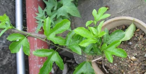  扦插■若是有院、有阳台，2种水果可'扦插'，第二年就能开花结果