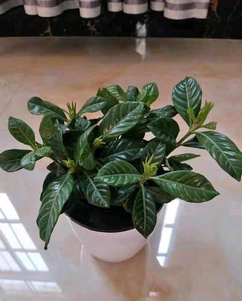  「休息」植物盆栽有讲究，养花都需要注意什么？应该摆放在哪里呢？