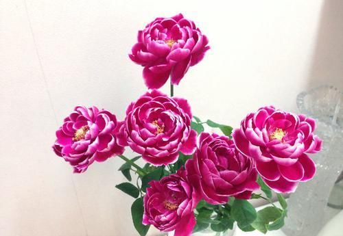  圣保罗花@喜欢玫瑰，就养盆“珍稀玫瑰”玛丽玫瑰，妖艳十足，载誉无数！