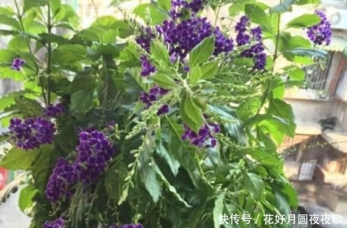 【漂亮】新手养花,不如养盆花中精品“巧克力香味”,好养又漂亮