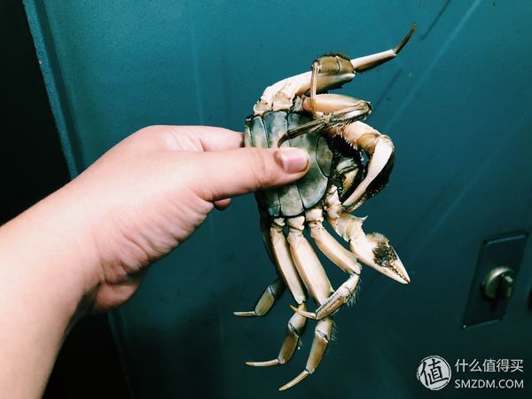 巨石黄金重，蟹肥白玉香--今锦上 阳澄湖大闸蟹试吃体验