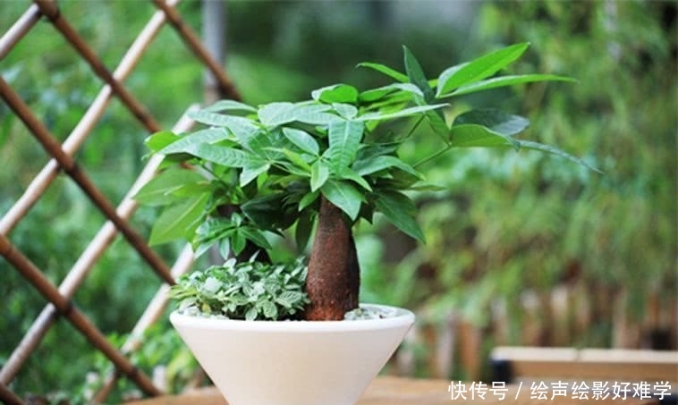  『美爆』春季不知道要养什么植物？就养这几种，简直美爆啦！