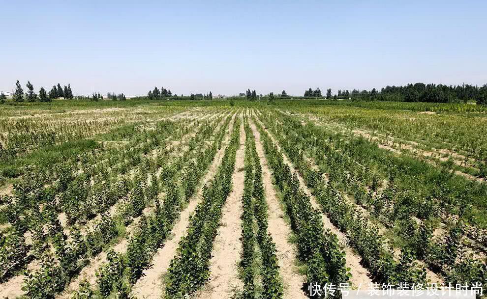 世界上唯一沙漠变绿洲的地方, 中国人再次向世界证明“奇迹”!