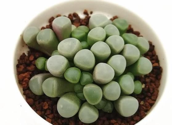 『裙子的现象』多肉植物怎么养?