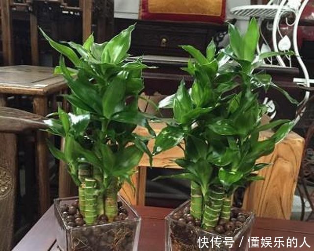 『家里』家里养“3种花”,再喜欢也别搬去“晒太阳”,否则黄叶不断!
