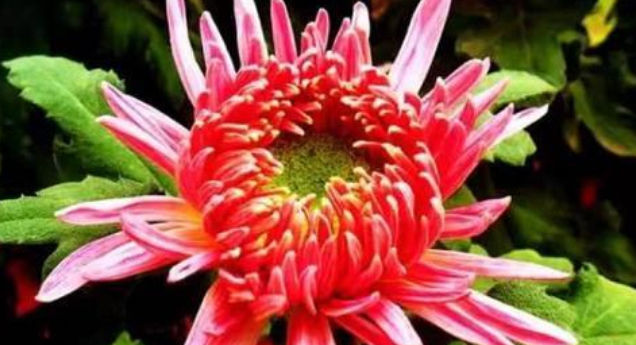 喜欢菊花,不如养盆“菊之珍品”,似金玉明珠,娇巧迷人,美极了