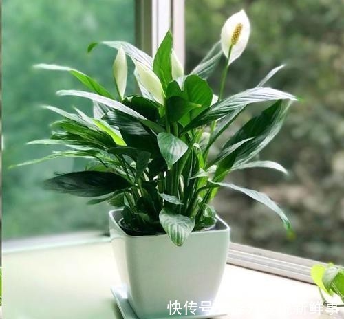 \"l1\": \"黄的粉的红的白的,小区的月季花开啦\"}"家里适合什么植物好,有什么寓意?
