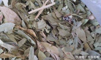 医生不会和你说,它是头号“刮油王”,饭前喝一杯,脂肪不见了