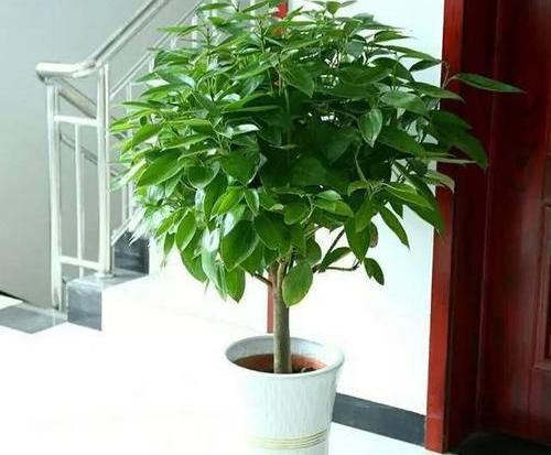  [生财]室内养花有“讲究”，“破财花”不要养，养这3种，能“生财”