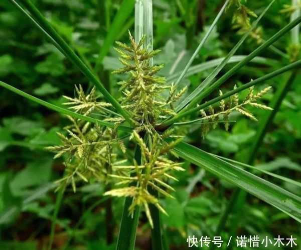  田间：它叫香附子，是田间珍贵野生草药，别再当杂草了，早知早受益！
