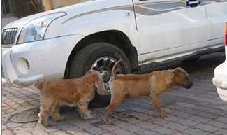 汽车界的4大谣言，竟然还有人傻傻地相信，殊不知害惨了多少车主