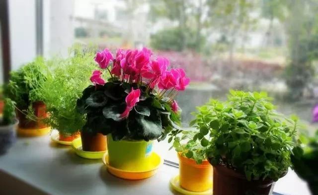 大岩桐|这“5种花”,别喷水到叶子上,要不马上“死给你看”,就是任性